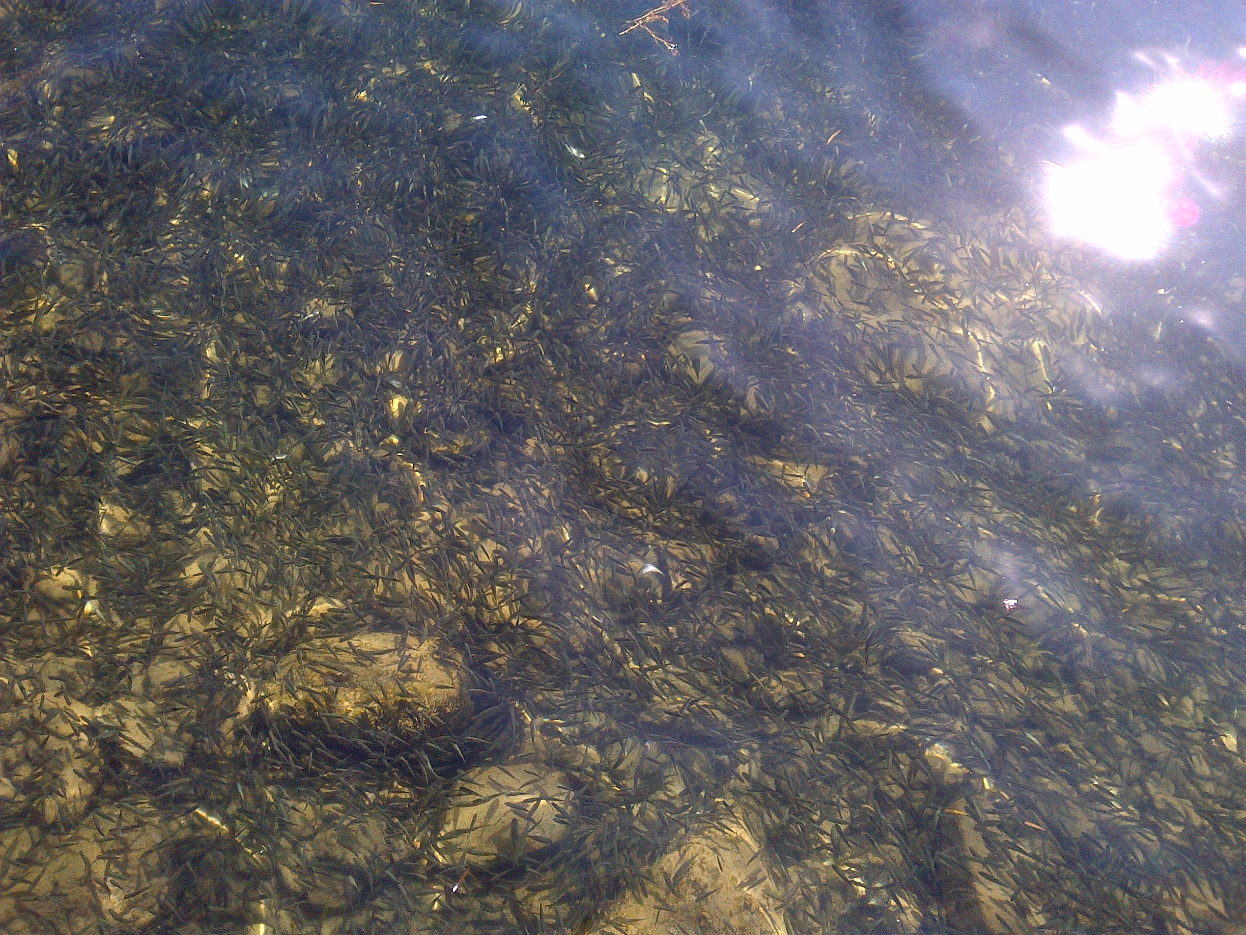 IMG-20131005-01184.jpg Fish rule the waters